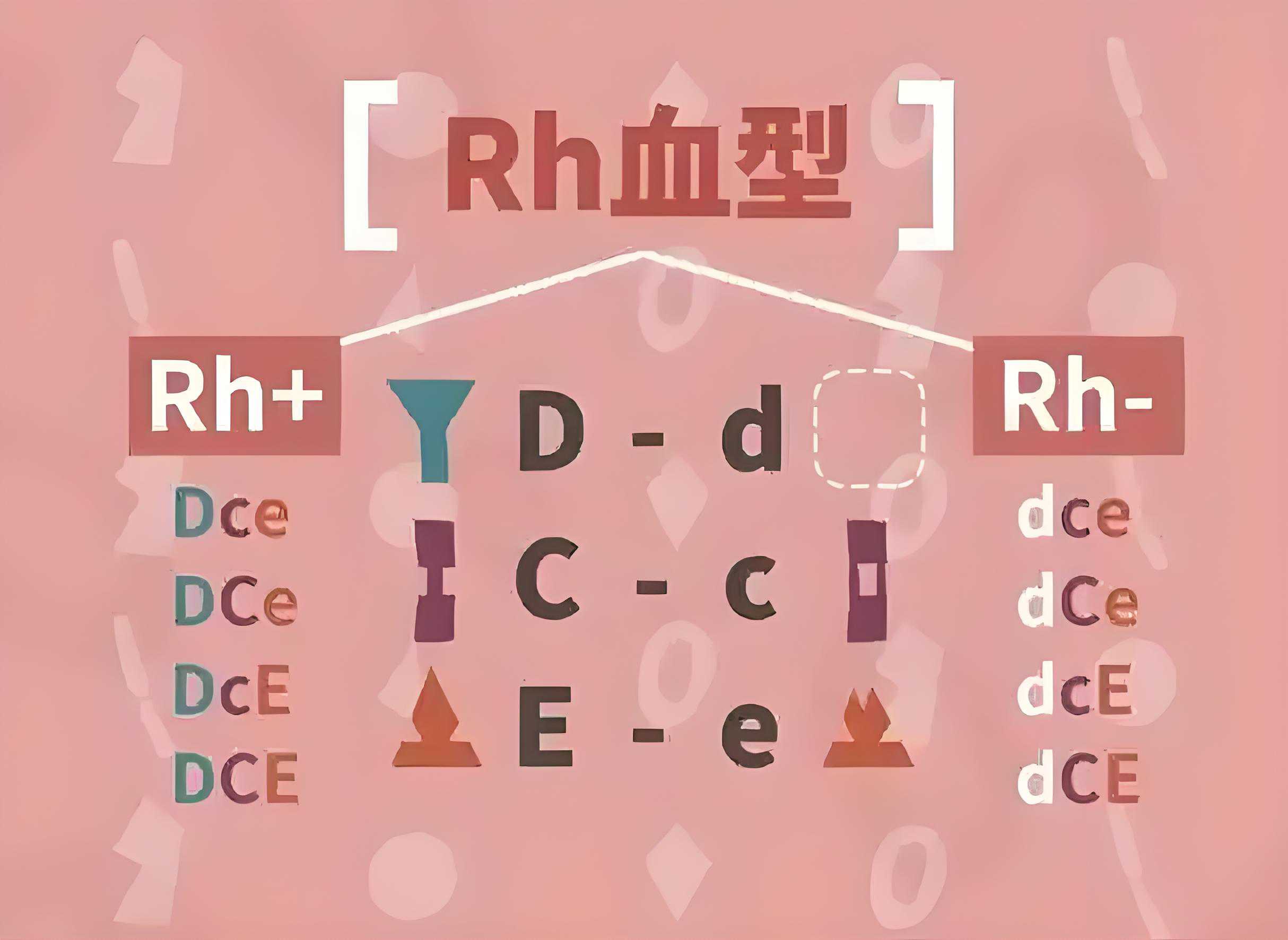 浅谈Rh血型系统及临床应用